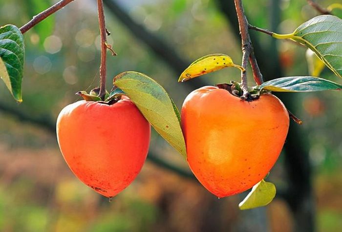 Quả hồng có vị ngọt, giòn, giàu chất xơ và cung cấp nhiều vitamin, khoáng chất. Ảnh: PV