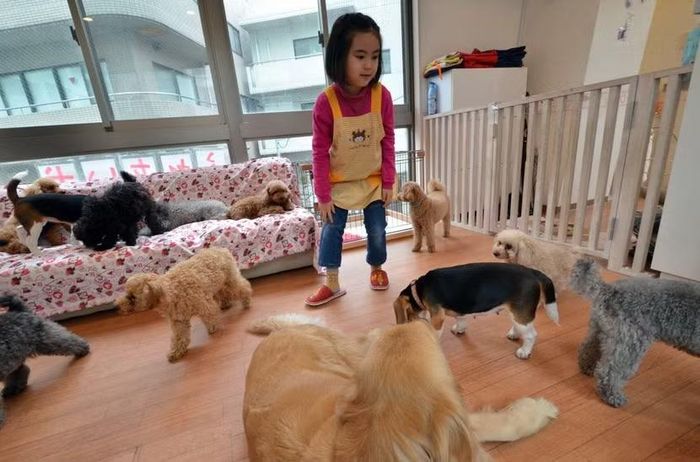 Bé gái Rino Kakinuma, 7 tuổi chơi đùa với những chú chó tại quán cà phê Dog Heart ở Tokyo