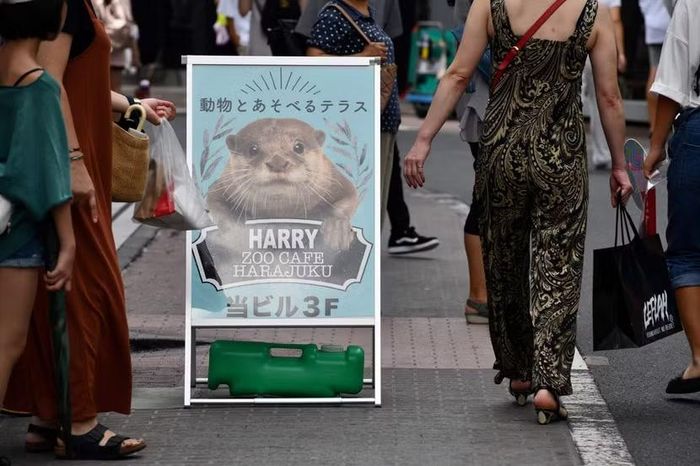 Một bảng quảng cáo quán cà phê thú cưng có hình ảnh rái cá được trưng bày tại khu Harajuku ở Tokyo