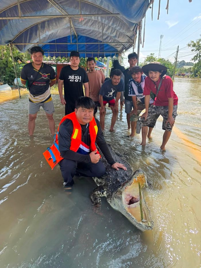  Ông Udon Thepwatee, thành viên Hội đồng tỉnh Chachoengsao, chụp ảnh bên con cá sấu đã bị khống chế. 