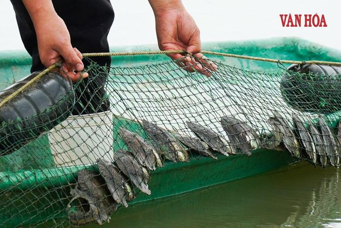Theo anh Pha, giống trai lấy ngọc rất hợp khí hậu tại Hà Tĩnh