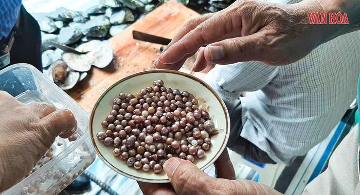 Số lượng ngọc trai được Công ty thu hoạch vào vụ đầu tiên