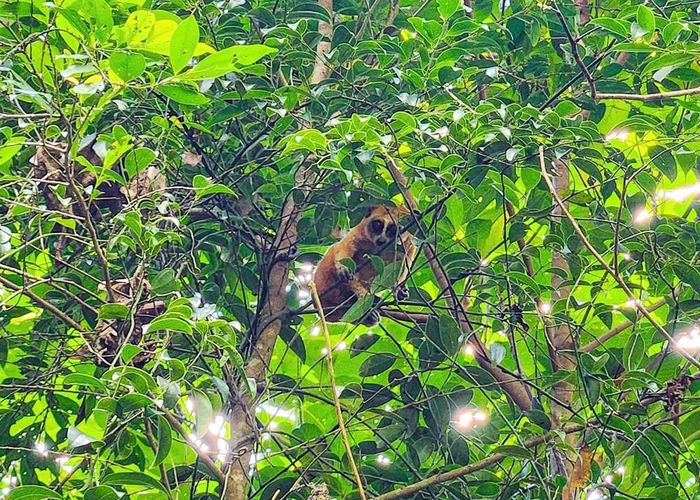 Sau thời gian được cứu hộ, chăm sóc và phục hồi tích cực, cá thể Cu li nhỏ được trở lại sống với môi trường rừng