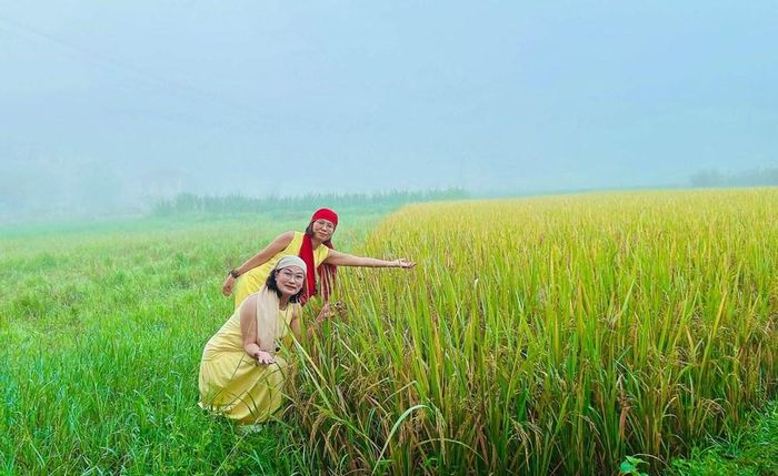 Cánh đồng lúa Bắc Sơn chuyển sang sắc vàng. Ảnh: Hải Hà