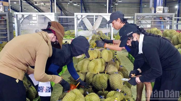 Tiến hành gắn mã số theo quy định trước khi cung cấp thị trường. (Ảnh: BẢO VĂN)