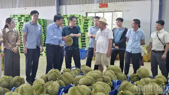 Đối với một số ngành hàng chủ lực, Lâm Đồng có 137 mã số cơ sở đóng gói sầu riêng và 126 mã số cơ sở đóng gói thanh long. (Ảnh: BẢO VĂN)