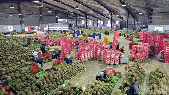 Phân loại, đóng gói sầu riêng xuất khẩu tại Công ty Trách nhiệm hữu hạn Thương mại Sản xuất Long Thủy. (Ảnh: BẢO VĂN)