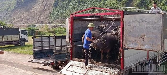 Đưa vật nuôi từ xe xuống trao cho các hộ dân.