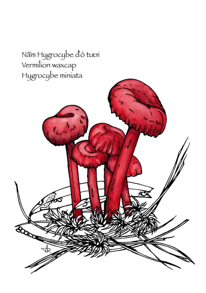 Nấm Hygrocybe đỏ tươi