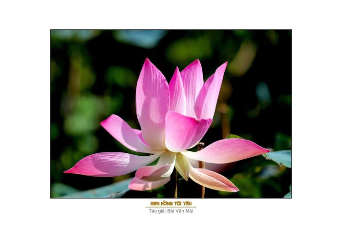  Một số tác phẩm trưng bày trong triển lãm 