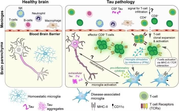 Sự tương tác giữa tế bào microglia và tế bào T, bộ đôi nguy hiểm đằng sau quá trình thoái hóa thần kinh do protein Tau gây ra - PMC