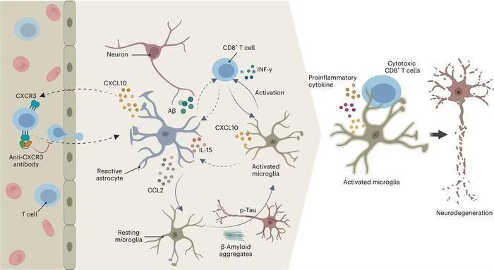 Tế bào T CD8+ xâm nhập làm trầm trọng thêm bệnh lý Alzheimer trong mô hình trục thần kinh miễn dịch 3D của con người