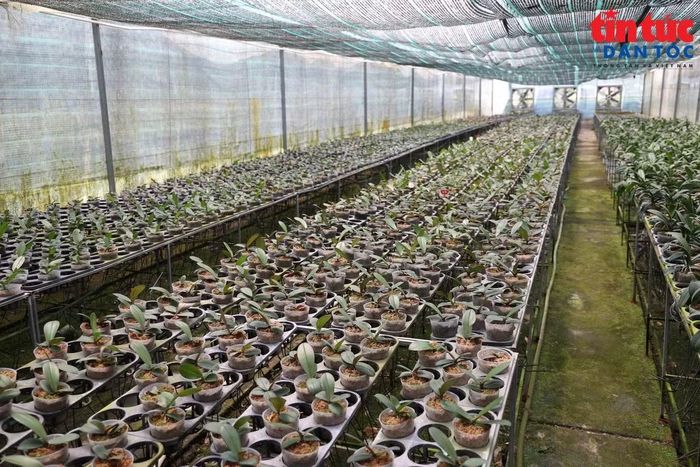 Các mô hình trồng lan và nuôi cua tại Ban Quản lý Khu Nông nghiệp công nghệ cao TP HCM.