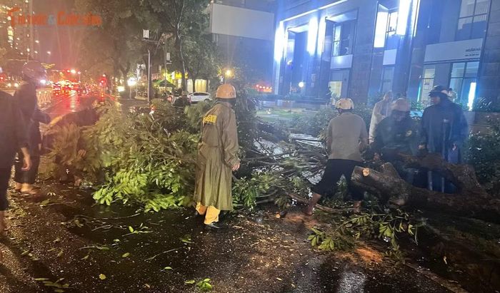 Nhiều khu vực cây xanh ngã đổ trong mưa giông...