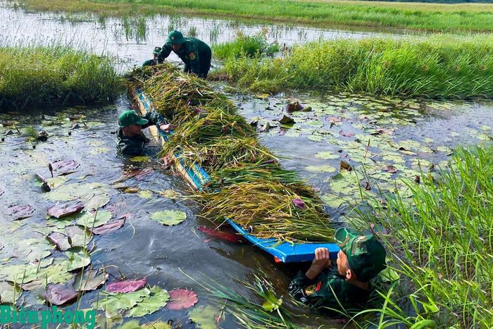 Cán bộ, chiến sĩ Đồn Biên phòng cửa khẩu Giang Thành hỗ trợ người dân vận chuyển lúa ra khỏi khu vực ngập nước. Ảnh: Minh Chánh