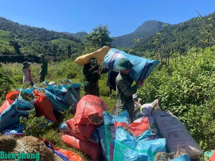 Cán bộ, chiến sĩ giúp người dân thu hoạch lúa, tuốt lúa và mang lúa về nhà. Ảnh: Thanh Hằng