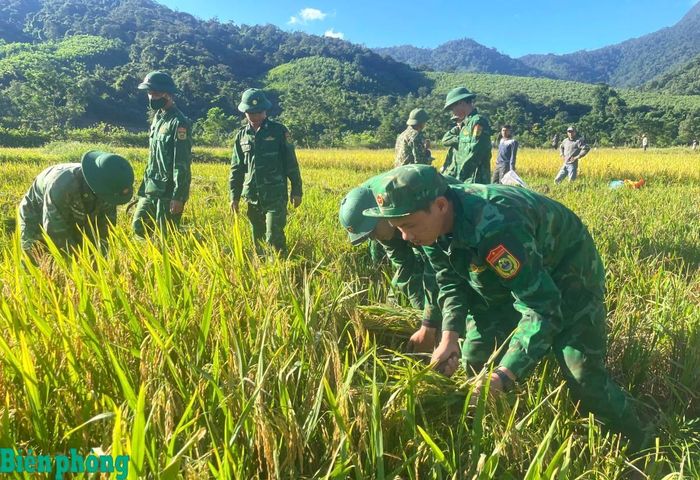 Cán bộ, chiến sĩ Đồn Biên phòng cửa khẩu quốc tế Cha Lo giúp dân thu hoạch lúa. Ảnh: Thanh Hằng