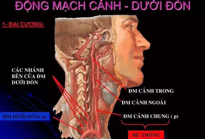 Bác sĩ Mạnh phân tích vị trí trích hút máu và đưa minh chứng khoa học để thấy phương pháp này hoàn toàn vô căn cứ.