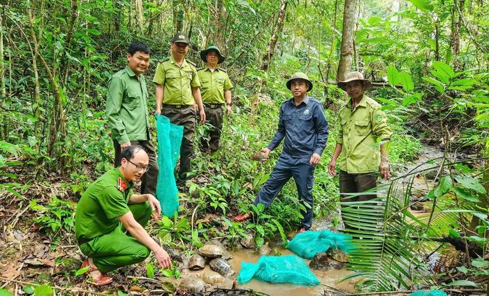31 cá thể động vật nguy cấp, quý, hiếm được thả về môi trường tự nhiên. Ảnh ĐVCC