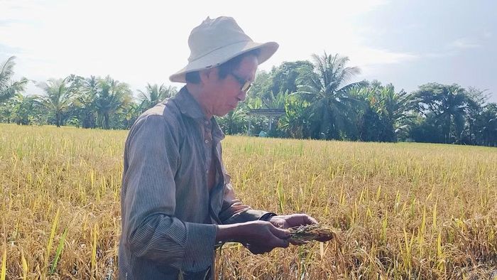 Lúa chín bị ngâm nước lâu ngày bắt đầu thối, hoặc nảy mầm.