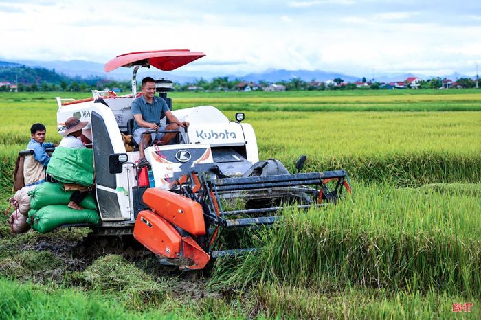 Vụ hè thu đã hoàn thành thu hoạch trước mùa mưa bão với năng suất lúa đạt 46,42 tạ/ha, sản lượng hơn 203.000 tấn.