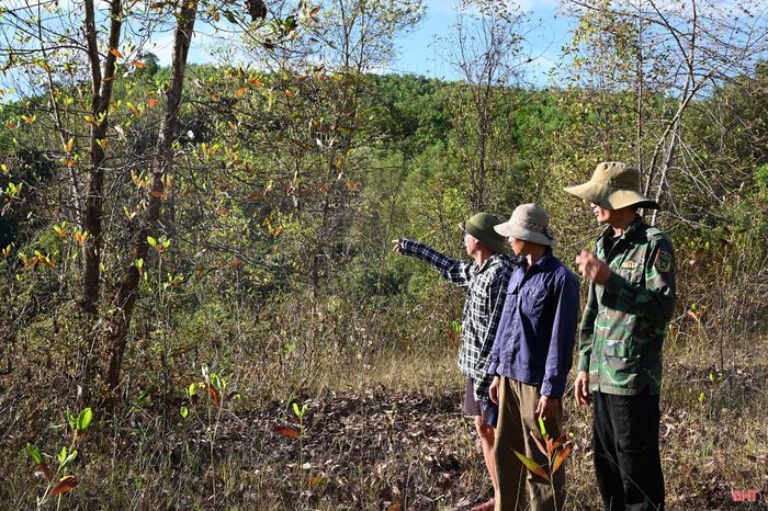  Ông Lê Tiến Dũng ở thôn Phú Hà (người ngoài cùng bên trái) cho biết: "Cách đây khoảng 1 tuần, trong khi thăm rẫy, chúng tôi phát hiện cây keo có tình trạng cháy lá, sau đó thì khô héo và rụng dần. Ban đầu chúng tôi suy đoán có thể cây bị sét đánh trong đợt mưa lớn trước đó. Tuy nhiên, không riêng nhà tôi mà nhiều gia đình khác trong thôn cũng gặp tình trạng tương tự. Ước tính riêng diện tích cây keo có khoảng 3 - 4ha bị ảnh hưởng nên khả năng bị sét đánh là thấp". 