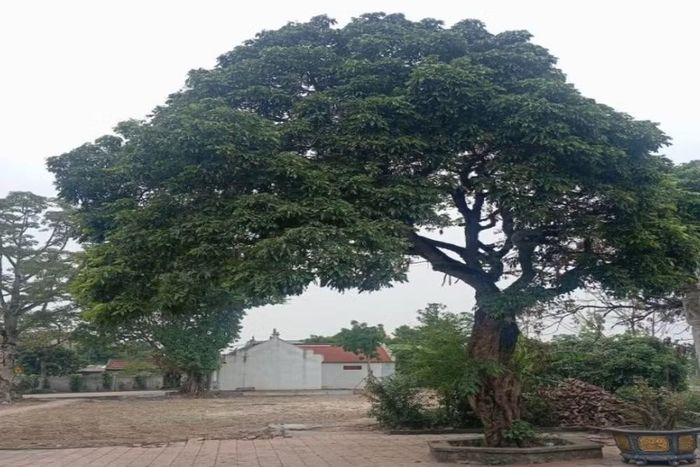 Hàng năm, người dân tổ chức lễ dâng hương vào ngày mồng 7 tháng 3 âm lịch, được xem là ngày sinh của bà và ngày 11 tháng 6 âm lịch, ngày bà hóa. (Ảnh: Vietnam+)