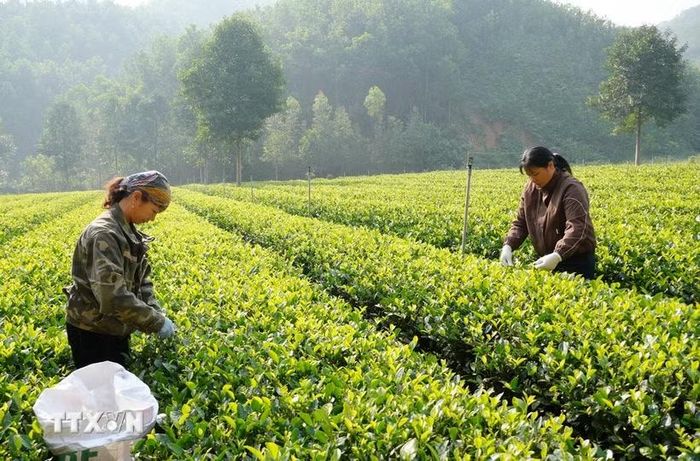 Xã viên Hợp tác xã nông sản an toàn Liên Minh, xã Tràng Xá (Thái Nguyên) thu hái chè. (Ảnh: Hoàng Nguyên/TTXVN)