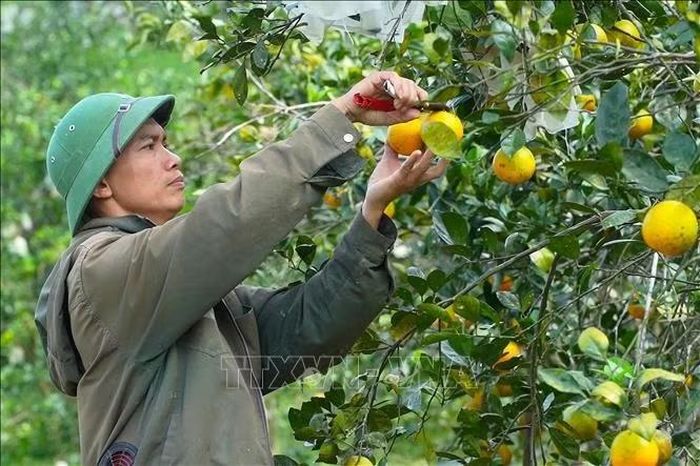Anh Đoàn Ngọc Bảo, tổ hợp tác cam Bảo Phương (xã Vũ Quang), thu hoạch cam. Ảnh: Hữu Quyết/ TTXVN