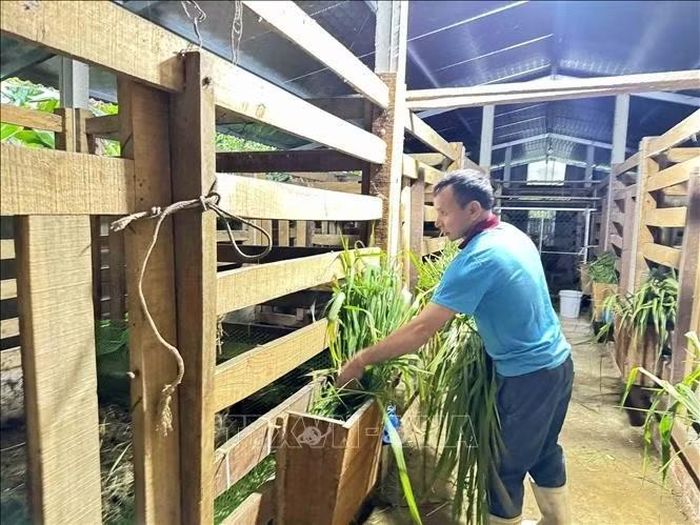 Mô hình chăn nuôi hươu của gia đình anh Lương Ngọc Kiều (xã Sơn Tây). Ảnh: Hữu Quyết/TXVN