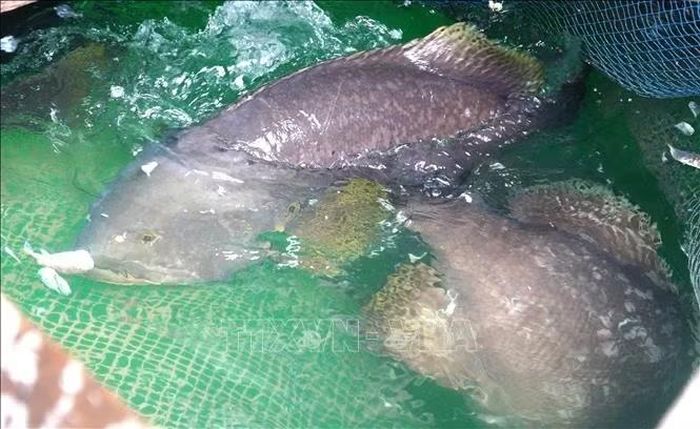 Cá bống mú trân châu là một trong những giống cá nuôi phổ biến của ngư dân xã đảo, ven biển tỉnh An Giang.
