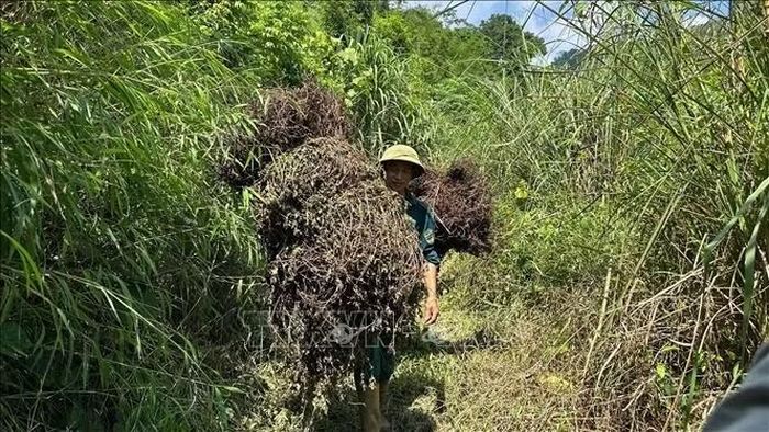 Người dân xã Đông Khê thu hoạch cây thạch đen.