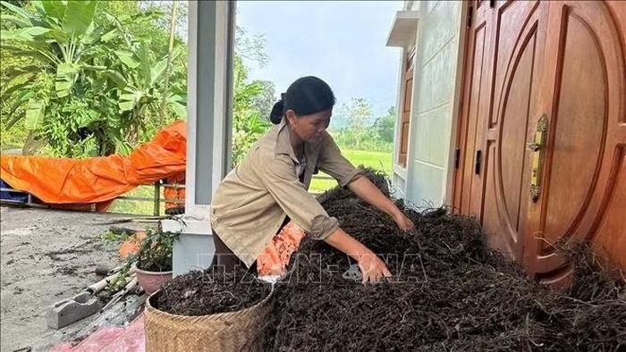 Phơi khô là khâu quan trọng trong việc tạo nên sản phẩm thạch đen nổi tiếng ở Cao Bằng.