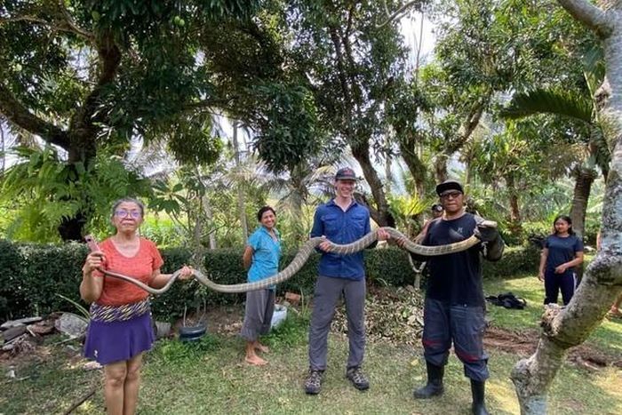 Tổ chức Bò sát Tabanan Asih sơ tán một con rắn hổ mang chúa ở làng Batu Aji, quận Kerambitan, Tabanan, Bali, Indonesia, vào ngày 28/9. (Ảnh: Tổ chức Bò sát Asih.)