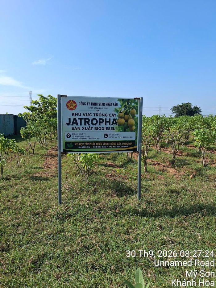 Vùng trồng Jatropha lấy hạt dầu của Star Nhật Bản tại xã Mỹ Sơn, tỉnh Khánh Hoà, Việt Nam. Ảnh: Star Nhật Bản