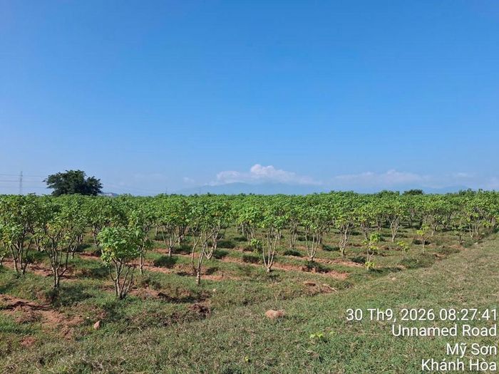 Vùng trồng Jatropha lấy hạt dầu của Star Nhật Bản tại xã Mỹ Sơn, tỉnh Khánh Hoà, Việt Nam. Ảnh: Star Nhật Bản