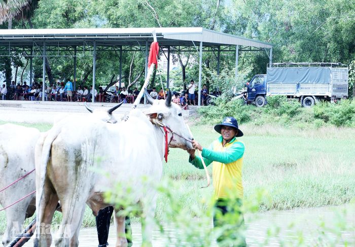 Nài bò chăm sóc đôi bò chuẩn bị tham gia Hội Đua bò Bảy Núi tranh cúp Truyền hình An Giang (ATV) lần thứ 31 năm 2026. Ảnh: ĐỨC TOÀN