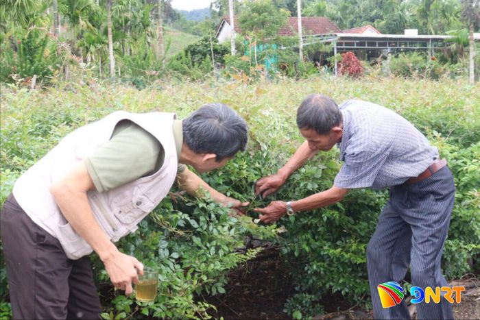 Nhiều hộ dân ở xã Sông Vàng đã đưa cây chè dây từ rừng sâu về trồng trong vườn nhà. Ảnh: HOÀNG HIỆP