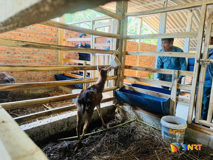 Hội Nông dân thành phố tổ chức chuyến tập huấn, học hỏi kỹ thuật nuôi hươu sao cho nông dân các xã. Ảnh: D.LỆ - T.TÚ