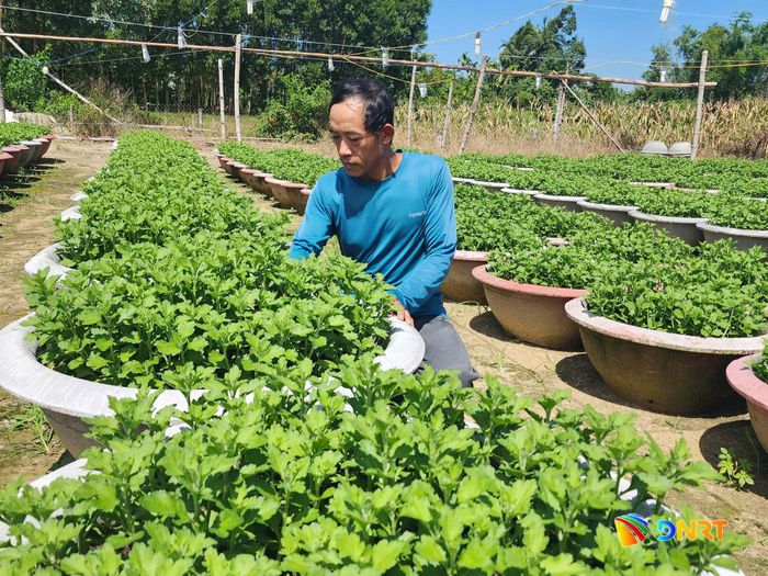 Anh Phạm Xuân Long (làng hoa Hà Đông) đã xuống giống 1.000 chậu cúc đại đóa. Ảnh: NGỌC QUỐC