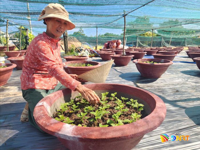 Bà Lê Thị Cúc (vùng hoa Nhơn Thọ) trồng 400 chậu cúc trong vụ Tết năm nay. Ảnh: NGỌC QUỐC