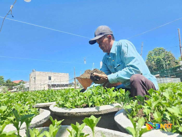 Ông Nguyễn Phước Thái (làng hoa Hà Đông) tỉ mẩn bón phân cho 1.000 chậu cúc đại đóa. Ảnh: NGỌC QUỐC