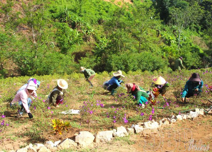Người dân bản Phiêng Lơi chung tay trồng và chăm sóc hoa.
