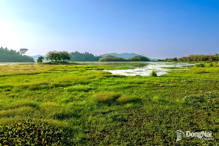 Bàu Sấu nằm trong vùng đất thấp thuộc lõi rừng mưa nhiệt đới quan trọng bậc nhất của Việt Nam. Ảnh: Oxalis