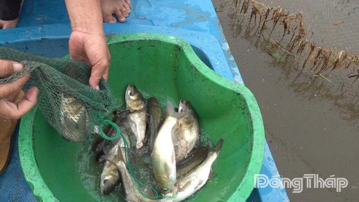 Cá trong mô hình sau hơn một tháng thả nuôi sinh trưởng và phát triển tốt.