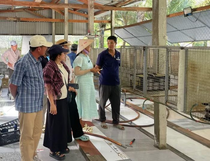  Các hội viên ﻿tìm hiểu về quy trình nuôi chồn thương phẩm tại một trang trại trên địa bàn. Ảnh: Lam Nguyên 