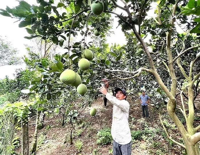  Sản phẩm bưởi da xanh của hộ nông dân liên kết với HTX Nông nghiệp Thanh niên Hoài Ân (xã Hoài Ân). Ảnh: ĐVCC 