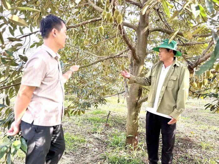  Vùng trồng sầu riêng của Hợp tác xã Sầu riêng hữu cơ Ia Phìn (xã Chư Prông). Ảnh: Hà Duy 