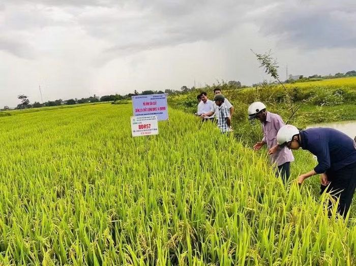  Giống lúa BĐR57 được đưa vào sản xuất tại phường Ayun Pa. Ảnh: Vũ Chi 
