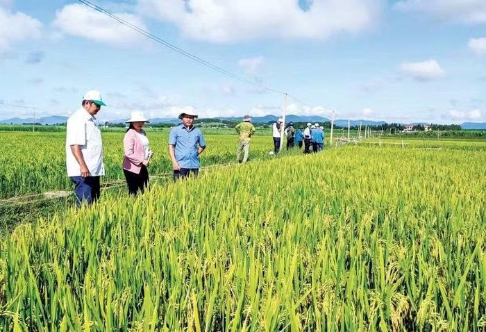  Giống lúa BĐR79 được triển khai sản xuất tại xã Đak Pơ. Ảnh: Thanh Bình 